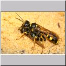 Mellinus arvensis - Kotwespe w51a mit Schwebfliege - Sandgrube Niedringhaussee.jpg